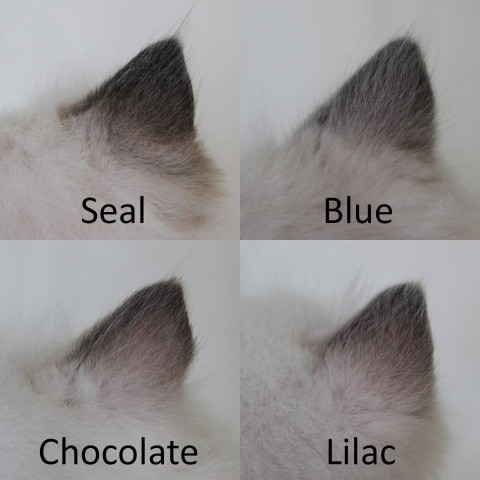 Ragdoll Chart