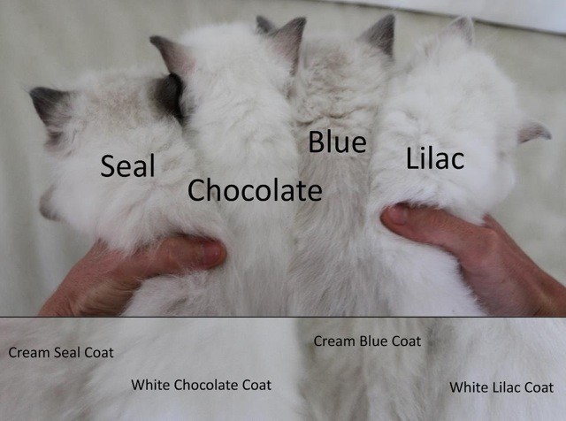 Ragdoll Chart