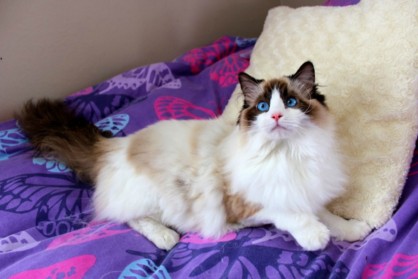 Lilac Sepia Ragdoll Cat Ragdoll Kitten Kittens